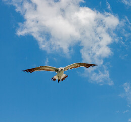 Obraz premium Seagull flying in Clearwater beach, Florida, United States.