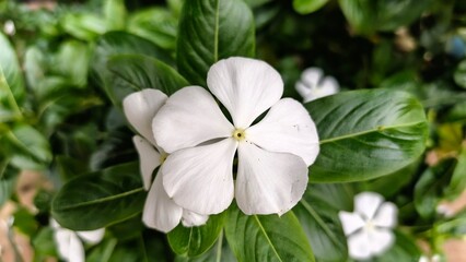 a white vinca (Catharanthus roseus) flower surrounded by lush green leaves. Ideal for nature, botanical, and floral-themed visuals with natural lighting and detail