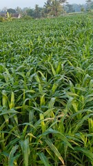 A lush green cornfield bathed in soft morning light, showcasing healthy young maize plants. Perfect for agricultural, rural, or environmental themes. Captured in a serene village setting