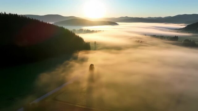 Aerial view misty morning in the forest nature video footage