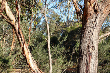 arid australian bushland landscape with textured bark