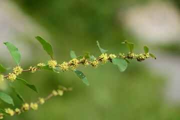 Flemingia macrophylla plant in Korea

