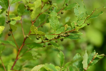 Flemingia macrophylla plant in Korea

