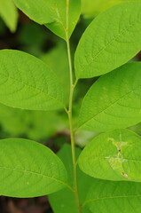Flemingia macrophylla plant in Korea

