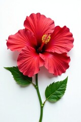 Intricate red hibiscus blossom, pure white background, exotic, detail, plant
