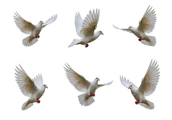 Majestic White Doves in Flight: A Symbol of Peace and Purity