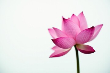 White background, single pink lotus in full bloom, symbol, single
