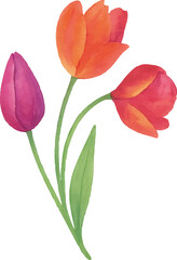 Obraz premium Watercolor Tulip Flower Illustration on White Background | Generative AI