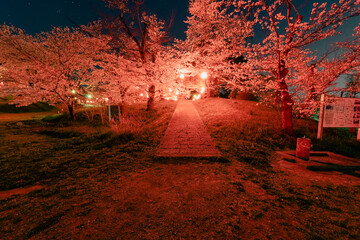 ライトアップされ輝く桜