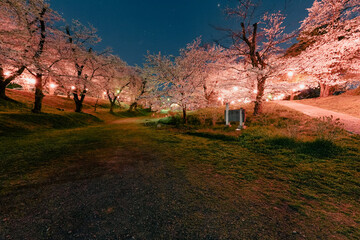 ライトアップされた桜と夜空