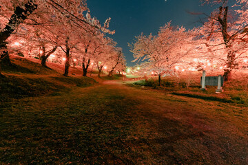 ライトアップされて美しく咲き乱れる桜