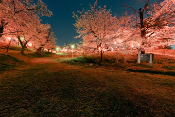 ライトアップされた桜
