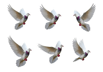 Six White Pigeons in Flight: A Sequence of Graceful Movement