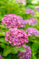 雨に濡れた美しい紫陽花