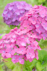 雨に濡れた美しい紫陽花
