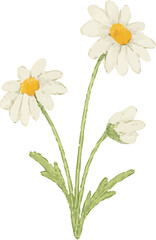 Watercolor Chamomile Flower Illustration on White Background | Generative AI