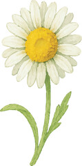 Fototapeta premium Watercolor Chamomile Flower Illustration on White Background | Generative AI