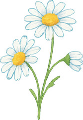 Fototapeta premium Watercolor Chamomile Flower Illustration on White Background | Generative AI
