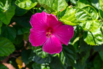 Fototapeta premium A vibrant pink hibiscus flower blooms amidst lush green leaves, showcasing nature's beauty.