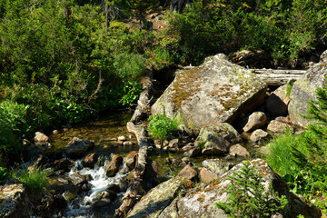 Stones and fallen tree trunks in a narrow channel of a mountain river flowing through a coniferous forest on a sunny summer day.