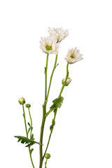 High Quality PNG of white chrysanthemum flowers isolated on white background.