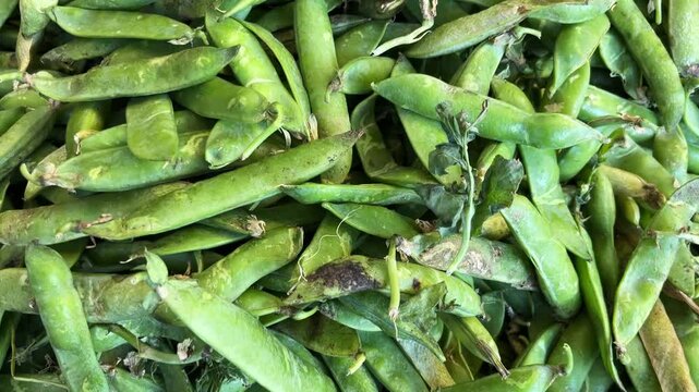 Raw pea (Turkish: Bezelye) on a supermarket counter. (4K video)