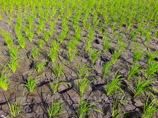 Newly Planted Rice on Cracked Soil During Dry Season