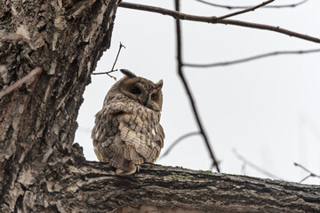 Long-eared owl (Asio otus), looking forward with wide opened eyes