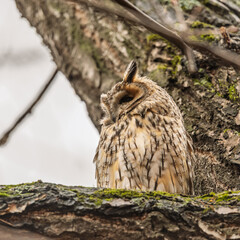 Long-eared owl (Asio otus), looking forward with wide opened eyes