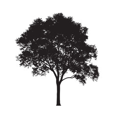 Fototapeta premium Natural Alder Tree Silhouette with Empty Backdrop