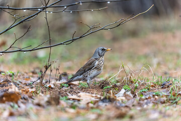 Wood bird Fieldfare, Turdus pilaris, on a sprng lawn.