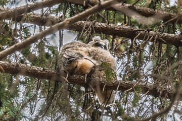 Long-eared owl owlet on a tree