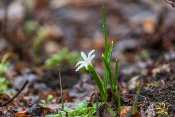 Field of white Scilla luciliae flowers with green stems. Flowers in full bloom.