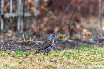 Wood bird Fieldfare, Turdus pilaris, on a sprng lawn.