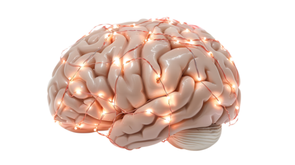 Realistic human brain with glowing neural connections, isolated on a white background