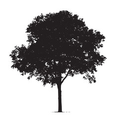 Vector Line Silhouette Alder Tree Alone