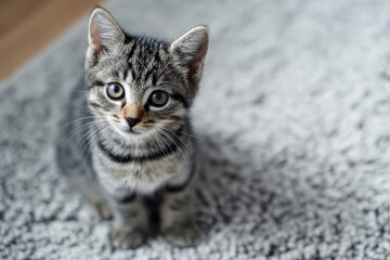 Adorable Gray Striped Kitten Sitting on Carpet with Thoughtful Expression.