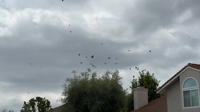 Flock of Crows flying and squawking 