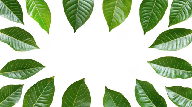 Green Leaves Arranged in a Frame on a PNG transparent background
