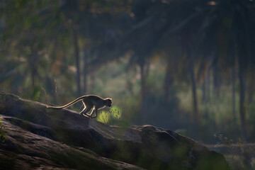 A monkey in motion, in silhouette and backlight as it runs across a rocky outcrop. The sun glow creates a dramatic halo effect, and a blurred background.