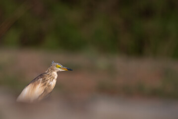 A striking Pond heron in its natural habitat with its distinctive straw colored plumage and bright yellow eye against a soft blurred background.