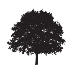 Fototapeta premium Dense Branch Alder Tree Silhouette
