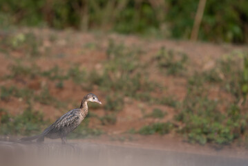the beautiful Little cormorant stands across a textured, natural ground with blurred foliage in the background.