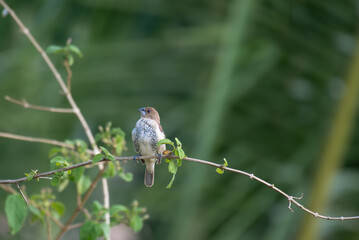 A small vibrant Scaly breasted Munia perched gracefully on a leafy branch, against a soft , blurred green background.