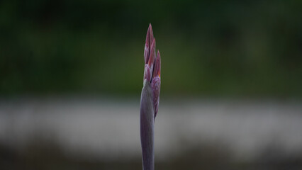 close up of canna generalis plant
