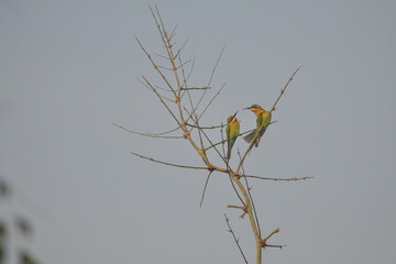 Two vibrant bee eaters perch gracefully on the delicate branches of a bare tree against a soft, muted sky.
