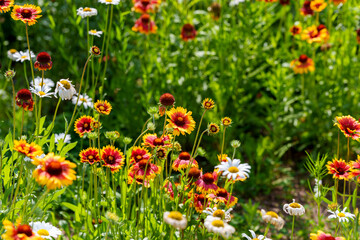 Field landscape with orange Black-eyed Susan (Gaillardia pulchella) flowers and white daisy flowers in full bloom in early summer