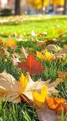 Colorful Autumn Leaves on Fresh Green Grass in Natural Park Setting