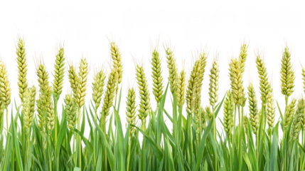 Wheat field in vibrant green against a PNG transparent background