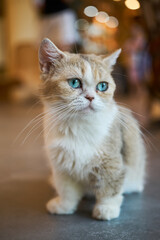 Close-up of a blue-eyes cat